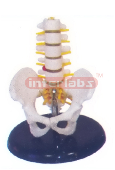 Half-size Pelvis with 5 pcs lumbar vertebrae